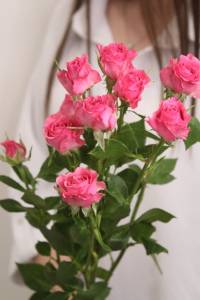 Роза кустовая 