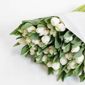 Белые тюльпаны