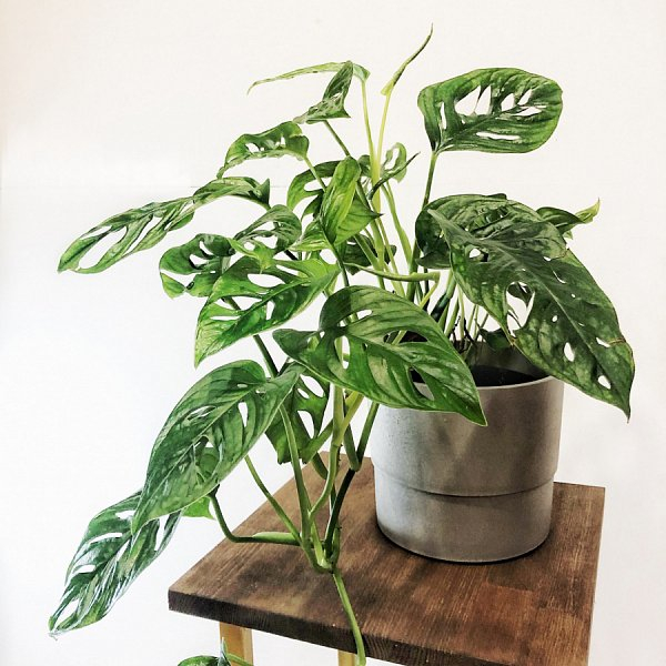 Монстера Monkey Mask Монстера Monkey Mask