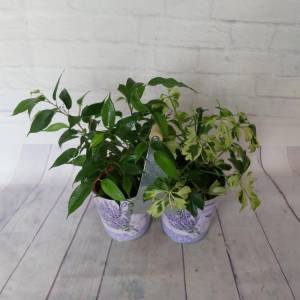 Цветочная композиция в металлическом кашпо