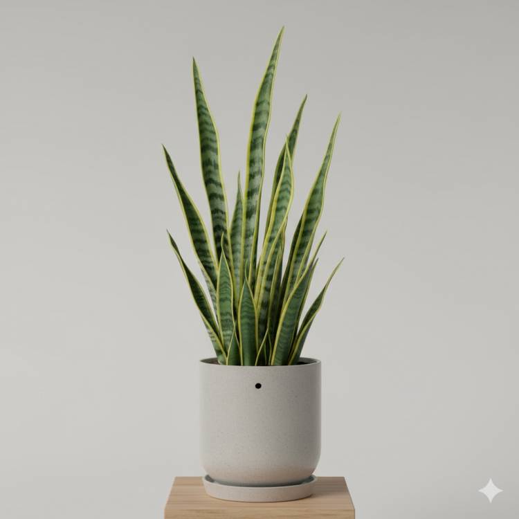 Сансевиерия (Тещин язык)