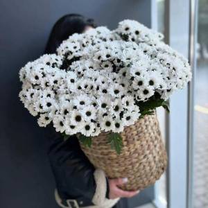 Хризантемы сантини в корзине