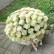 Лунное сияние 85 роз в корзине